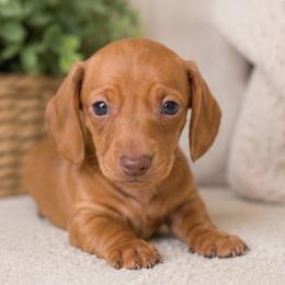 Rosie - Red female Dachshund puppy in Desloge, Missouri from Snows Doxies