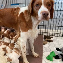 Brittany Puppies from Fox Mtn Brittanys