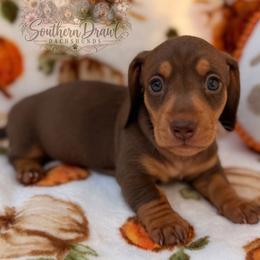 Beau - Chocolate and tan male Dachshund puppy in Winder, Georgia from Southern Drawl Dachshunds