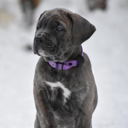 Cane Corso Puppies from Willow Creek Cane Corsos