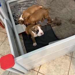 Boxer puppies from Sisco Boxers Tennessee