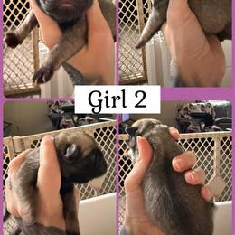 Girl 2 - Fawn female Pug puppy in Winter Haven, Florida from Lisa's Pugalicious Pugs