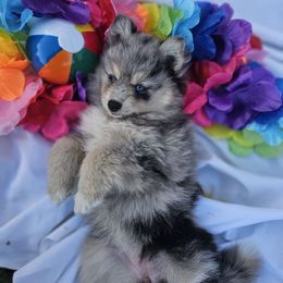 Marigold - Merle female Pomsky puppy in West Sacramento, California from Northern Cali Pomskies