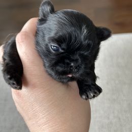 Girl 1 - Black and white Shih Tzu puppy in Gallatin, Tennessee from Oaxaca Shihtzu