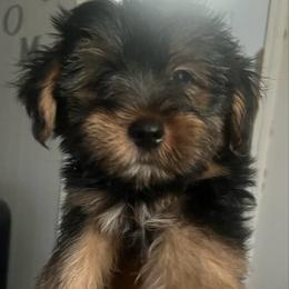Sid Yorkie. - Black and tan male Yorkshire Terrier puppy in Gastonia, North Carolina from Dynasty Kennel