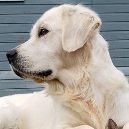 Jasper - Golden Retriever