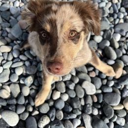 Australian Shepherd, Miniature Australian Shepherd, and Toy Australian Shepherd Puppies from V5 Mini Aussies