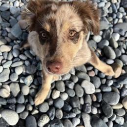 Australian Shepherd, Miniature Australian Shepherd, and Toy Australian Shepherd Puppies from V5 Mini Aussies