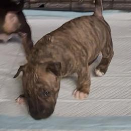 Ash - Brindle and white male Bull Terrier puppy in Springfield, Ohio from Lynn Hill Bull Terriers