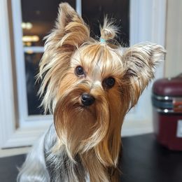 Reba - Yorkshire Terrier