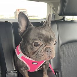 Eloise - French Bulldog