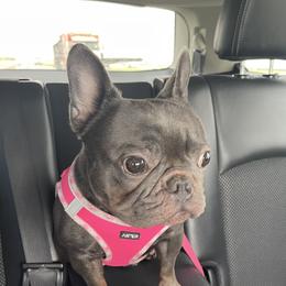 Eloise - French Bulldog
