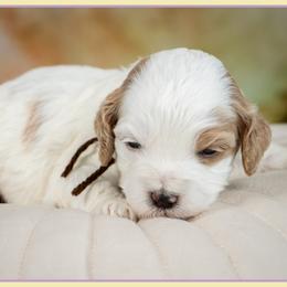 Girl 5 - female Cockapoo puppy in Connersville, Indiana from Deaz Doodle Ranch