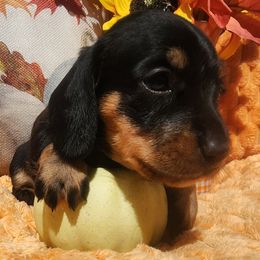 Stella - Black and tan female Dachshund puppy in Goodman, Missouri from Darling Dachshunds