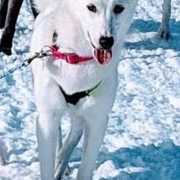 Zara - Siberian Husky