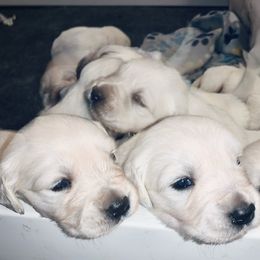 Golden Retriever Puppies from Nina's Golden hour