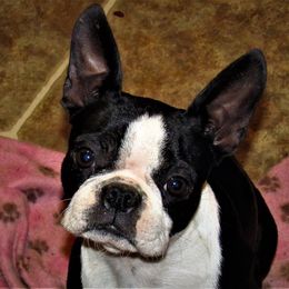 Boston Terriers and French Bulldogs from 3B Kennels