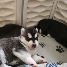 Siberian Husky Puppies from Spirit of the Moon Siberians