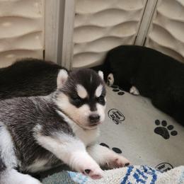 Siberian Husky Puppies from Spirit of the Moon Siberians