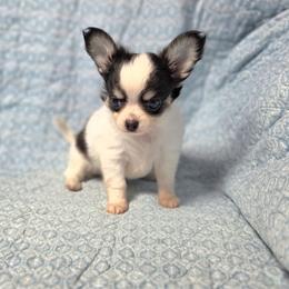 Fancy Long Coat - Black and tan male Chihuahua puppy in Cape Coral, Florida from Inspired Chihuahuas