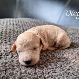 Deigo - Apricot male Goldendoodle puppy in Eau Claire, Wisconsin from Fisher River Doodle's