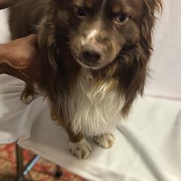 Trevor - Red tri male Miniature Australian Shepherd puppy in Grady, Arkansas from KAREN K MCPHERSON