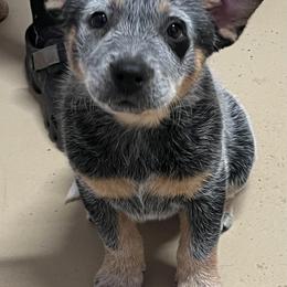 Sparkles - Blue speckled female Australian Cattle Dog puppy in Sneedville, Tennessee from JoAnn's Australian Cattle Dogs