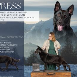 Cypress - German Shepherd