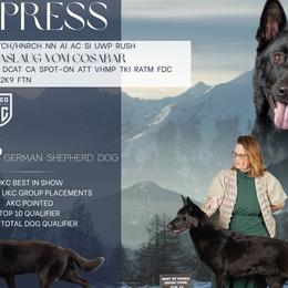 Cypress - German Shepherd