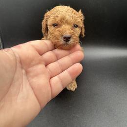 Boy - Cream male Poodle puppy in Fredericktown, Missouri from Ellie & Co. Doodles