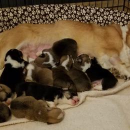 Pembroke Welsh Corgi Puppies from Ranch Hand Corgis