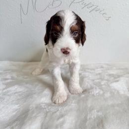 Suki - Tri-color female Cavapoo puppy in Plant City, Florida from MCB Puppies