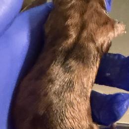 Dachshund Puppies from Witchy Woman’s Wiener’s