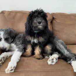Pookie - Aussiedoodle