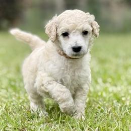 Mr Brown Collar (video) - Cream male Poodle puppy in Screven, Georgia from Dreamland Standard Poodles