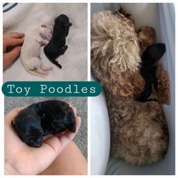 Poodle Puppies from Caboodles Of Poodles