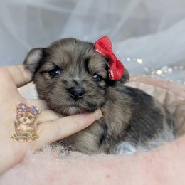 Bramble - Merle female Morkie puppy in Barren Springs, Virginia from Seeking Shalom Acres Maltese, Maltipoos & Havamalts