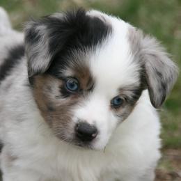 Denim - Blue merle male Miniature Australian Shepherd puppy in Fairview, South Dakota from Dakota Toy Aussies