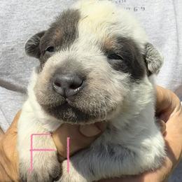 Girl 1 - Blue female Australian Cattle Dog puppy in Morton, Mississippi from Heart K Kennels