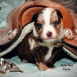 Cross - Red merle male Australian Shepherd puppy in Ranger, Texas from Outback Mini Aussies