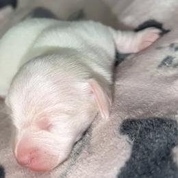 Elsa - Cream female Dachshund puppy in Pierson, Florida from Paige’s Mini Dachshunds