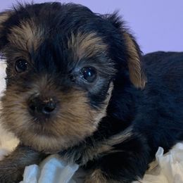 Poodles and Yorkshire Terriers from Friddles Countryside