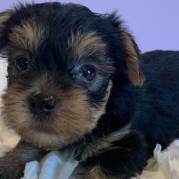 Poodles and Yorkshire Terriers from Friddles Countryside