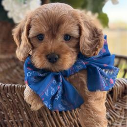 Grady (yellow collar) - Red  male Goldendoodle puppy in Blanchard, Oklahoma from Dream Doodles by Dondi