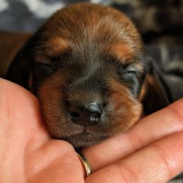 Girl 1 - Sable female Dachshund puppy in Ormond Beach, Florida from Manpaw Puppies