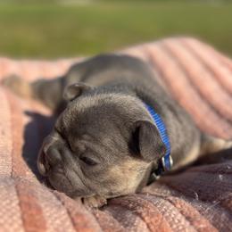 Ron - Tricolors male French Bulldog puppy in Salisbury, Maryland from 77 Frenchies Maryland