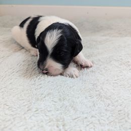 Aussiedoodle Puppies from Fur Hollow Puppies