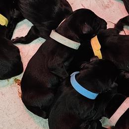 Aqua Collar - Female - Black female Labrador Retriever puppy in Boyd, Minnesota from Lindley Labradors