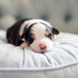 Chocolate Pie - Black tri male Miniature American Shepherd puppy in Groesbeck, Texas from Epic Miniature American Shepherds