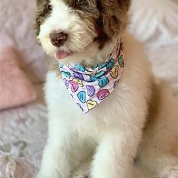 Bernedoodle and Goldendoodle Puppies from Beach Creek Kennel